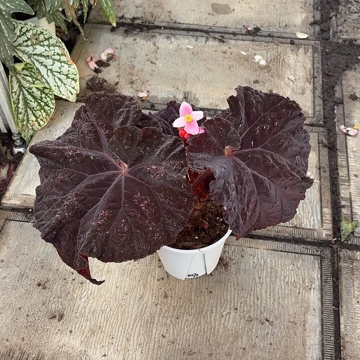 完全开放抒情诗秋海棠