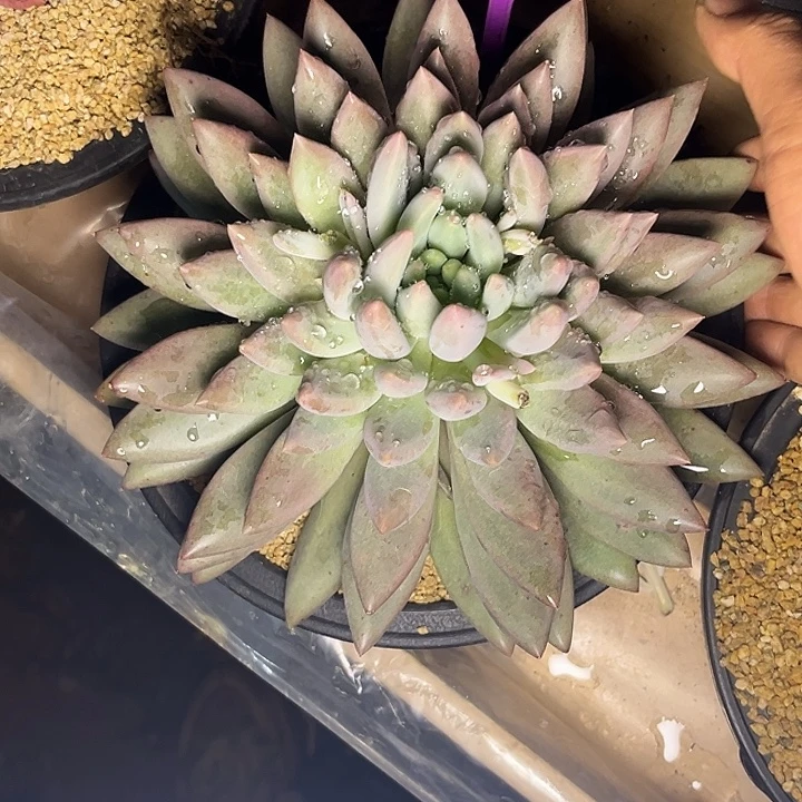多肉植物水晶球830