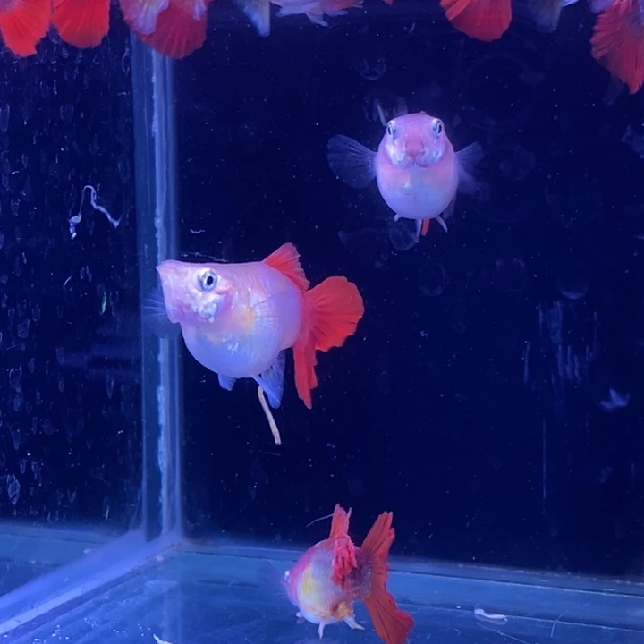 孔雀鱼黄爆球10条包邮