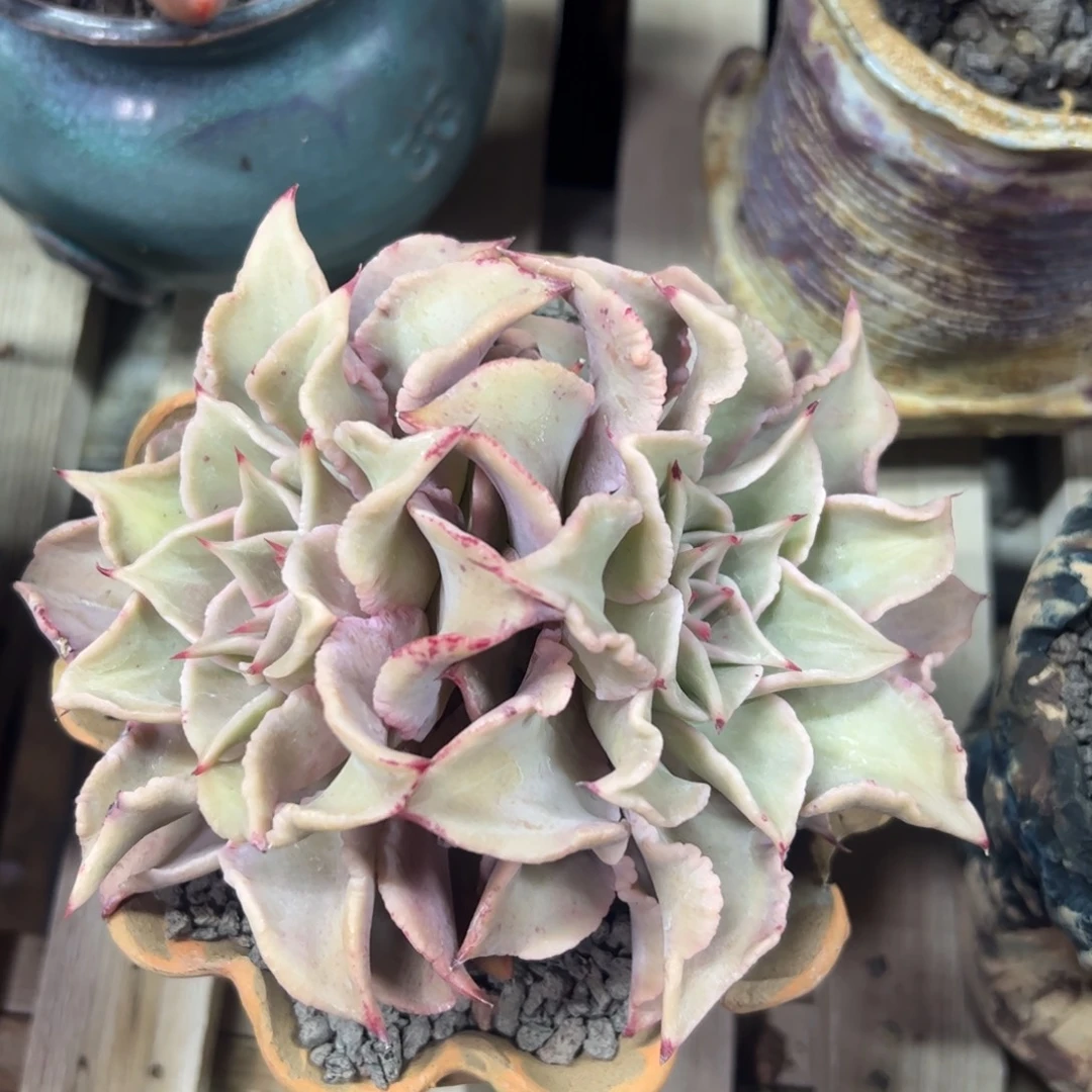饺子皮老桩多肉植物