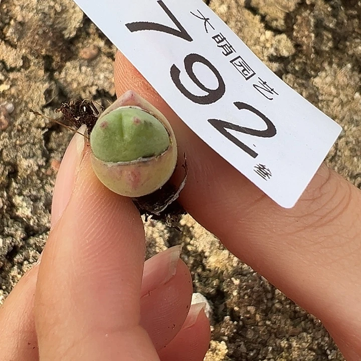 小***李一物一拍。        792