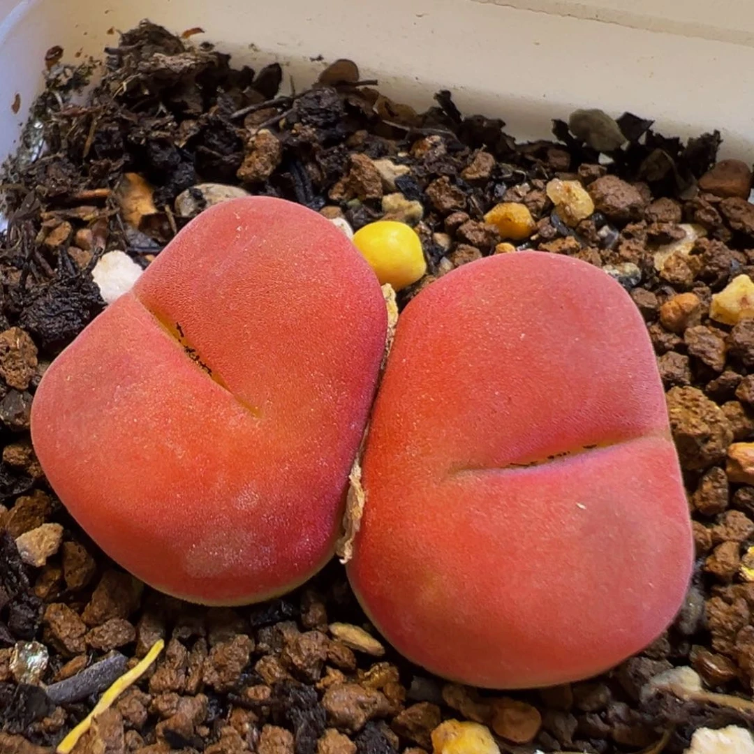 琴***好52多肉植物百科知识额