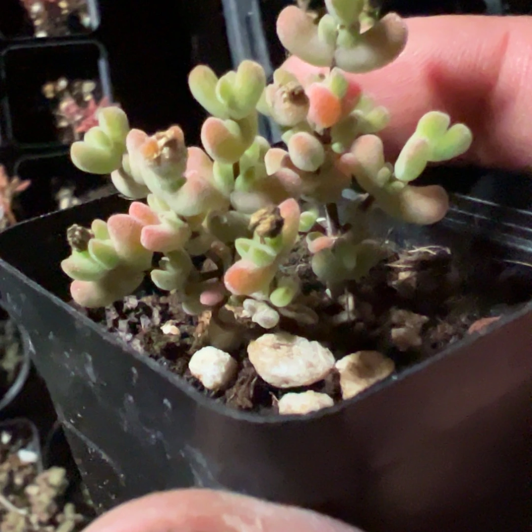 乐曲55杯老桩福利