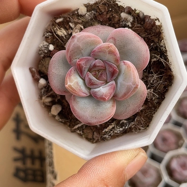 小桃花随机发满18包邮