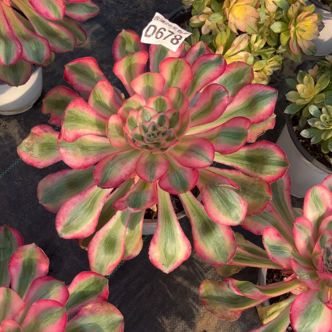 678多肉植物爱丽丝老桩带侧头