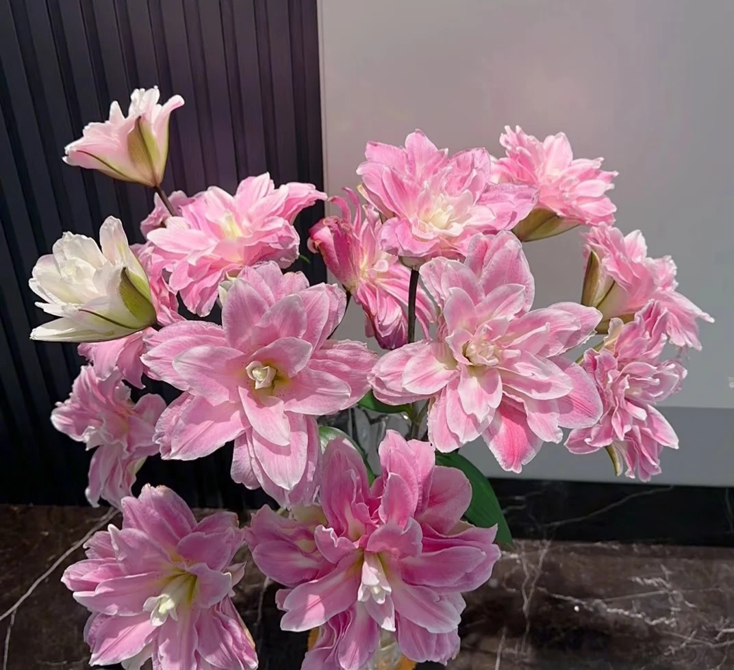 粉色重瓣香水百合莲花之境鲜花家庭水养插花顺丰冷链包邮