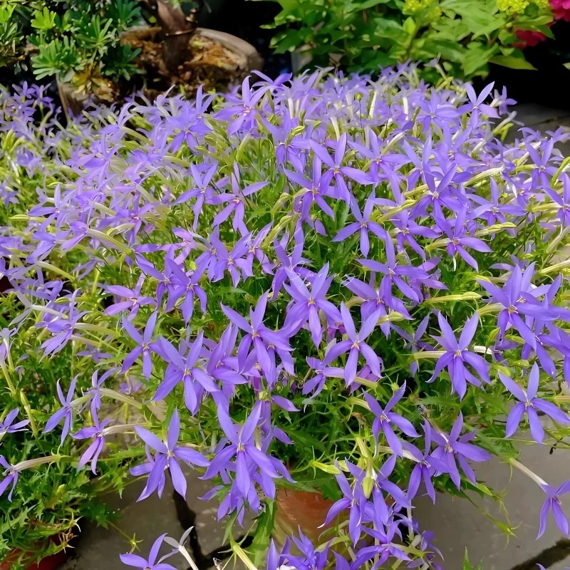 同瓣草彩星花盆栽花园花坛庭院阳台喜阳蓝色花卉观花观赏花草植物