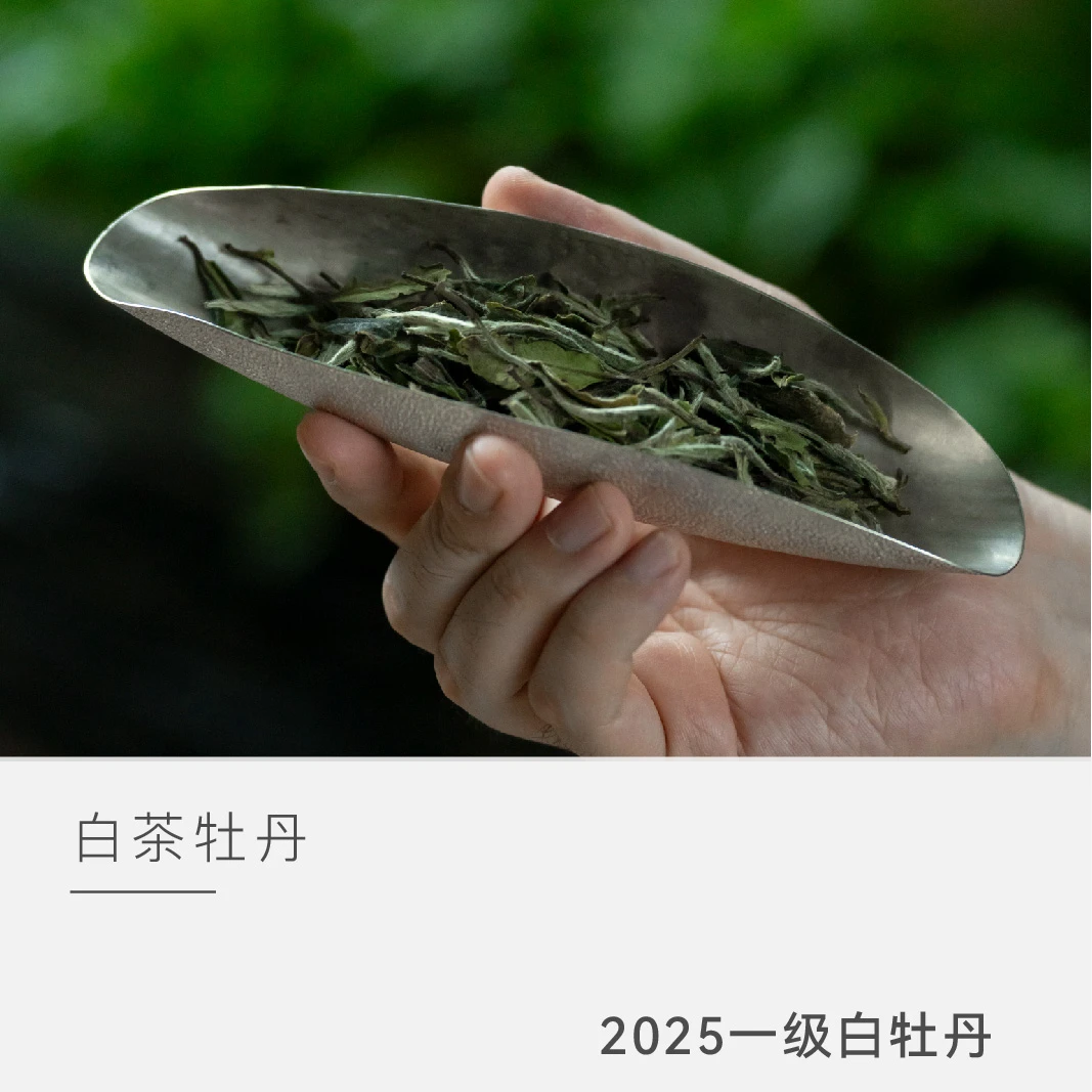 【2025年一级白牡丹】银龙 茶叶 福鼎白茶 云人访
