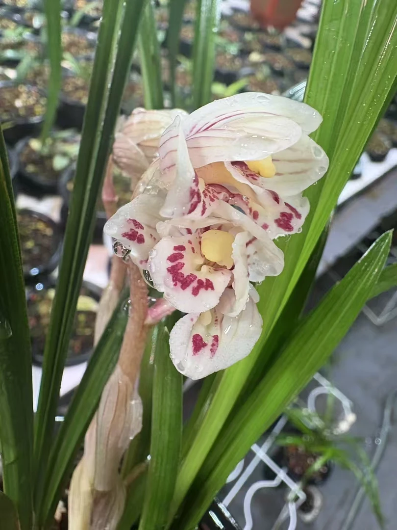 精品兰花  高品兰花 室内阳台兰花盆栽 仿野种植（一物一拍）