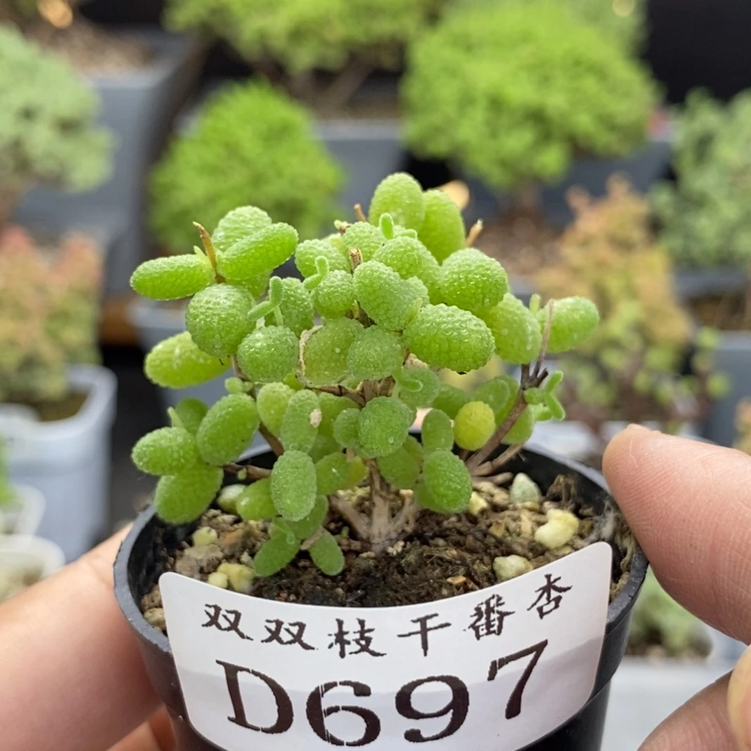 697金橘。