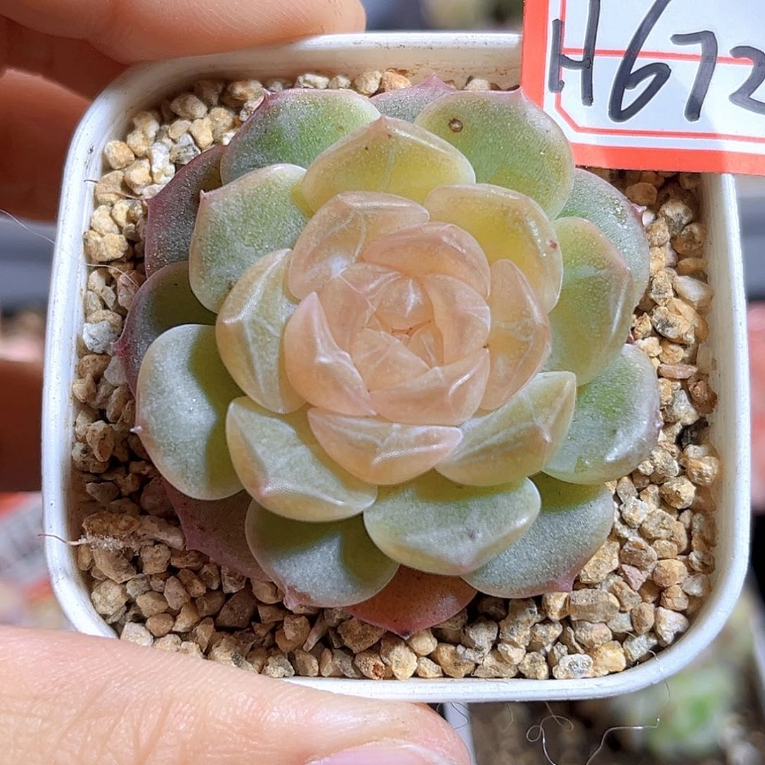 H672  无尽灯满18包邮