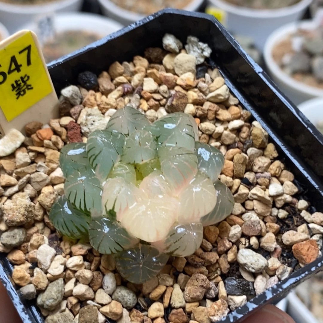 647姬玉露多肉植物盆栽