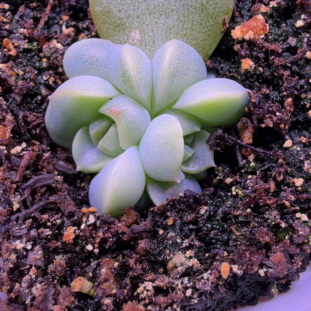 财富密码羊脂玉叶插苗一物一拍