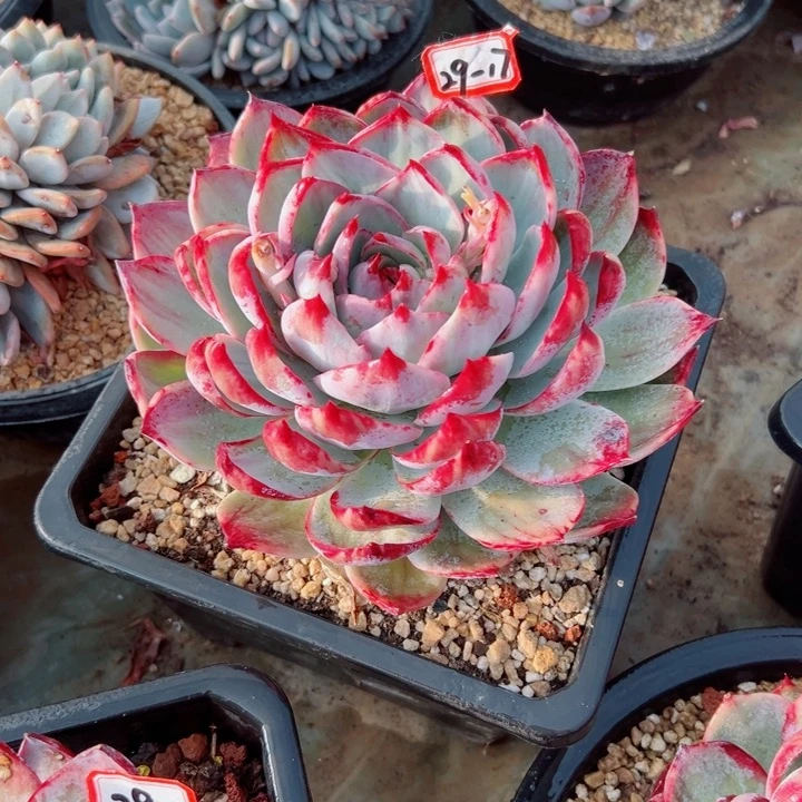 精品多肉植物老桩