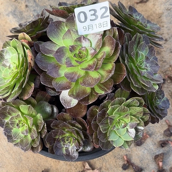 9.18-32墨染多肉植物1