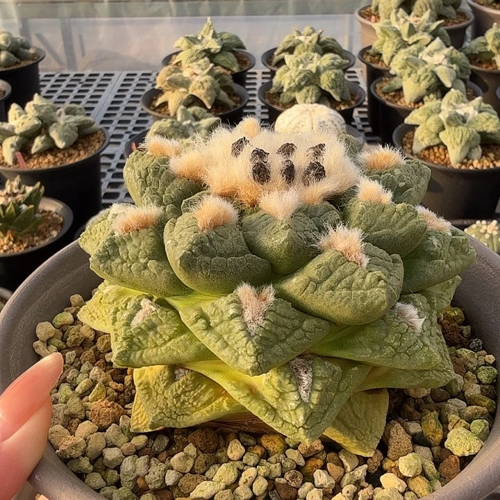 无花朵11.5公分日系龟甲