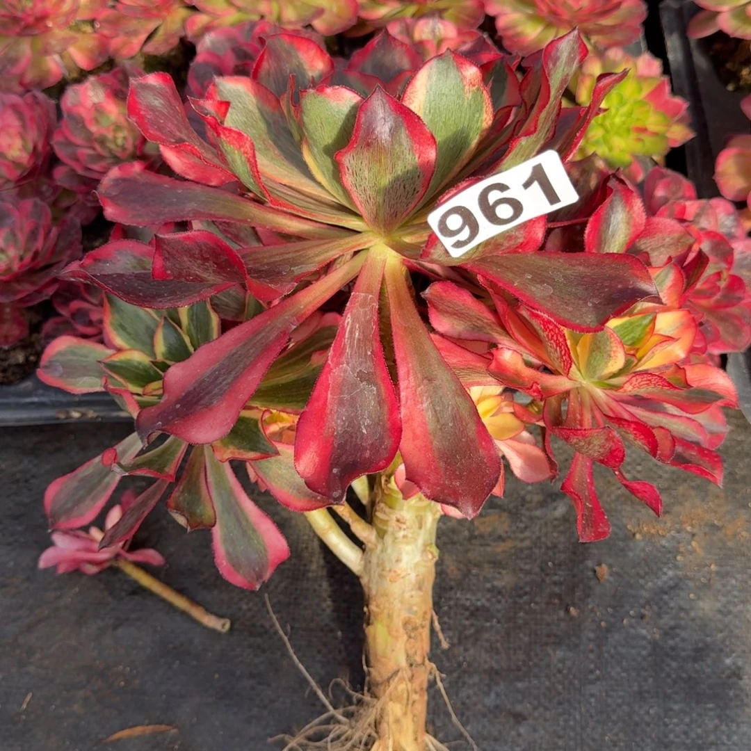 961多肉植物魅影有伤单拍不包邮