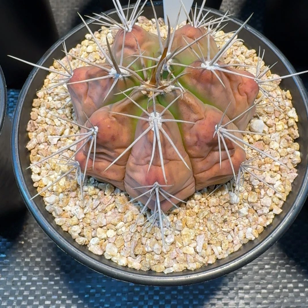 清***晨仙人球一物一拍实生根