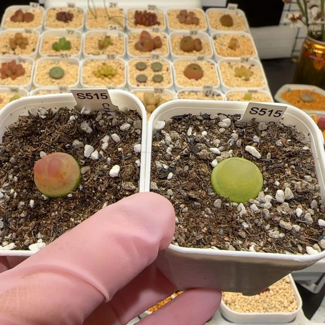 咬****?肉锥多肉植物百科-1395