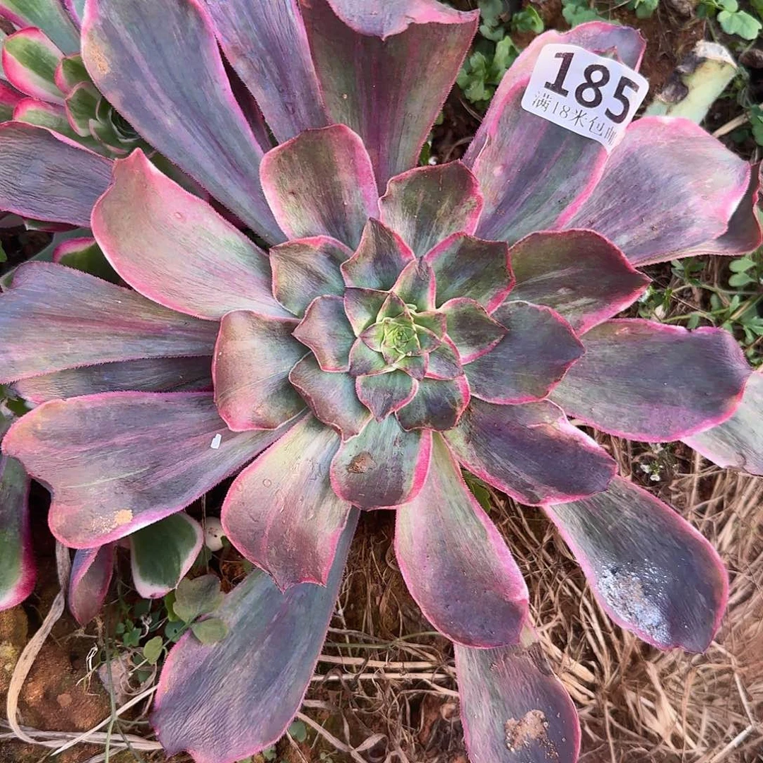 185恶魔之眼带崽福利