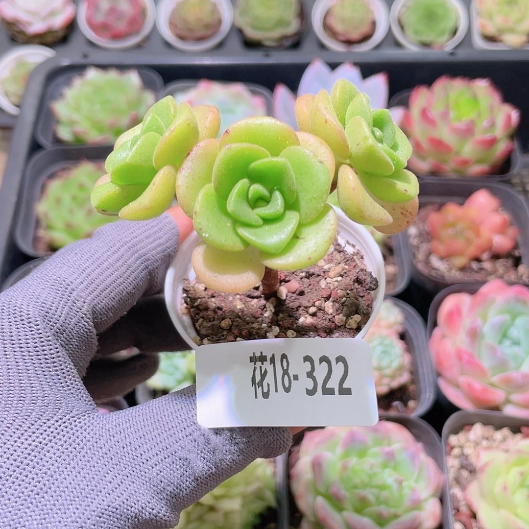 花利美18-322百合莉莉