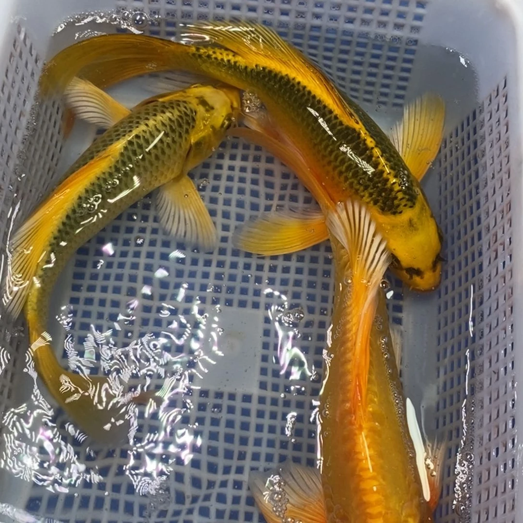 锦鲤冷水锦鲤包邮