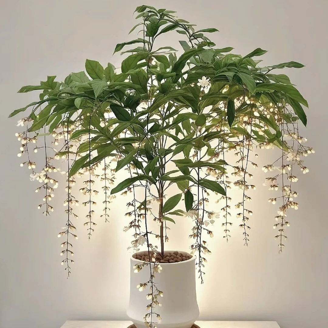 垂丝茉莉棒棒糖盆栽生花丝状态发货庭院阳台新手易养护爆花强