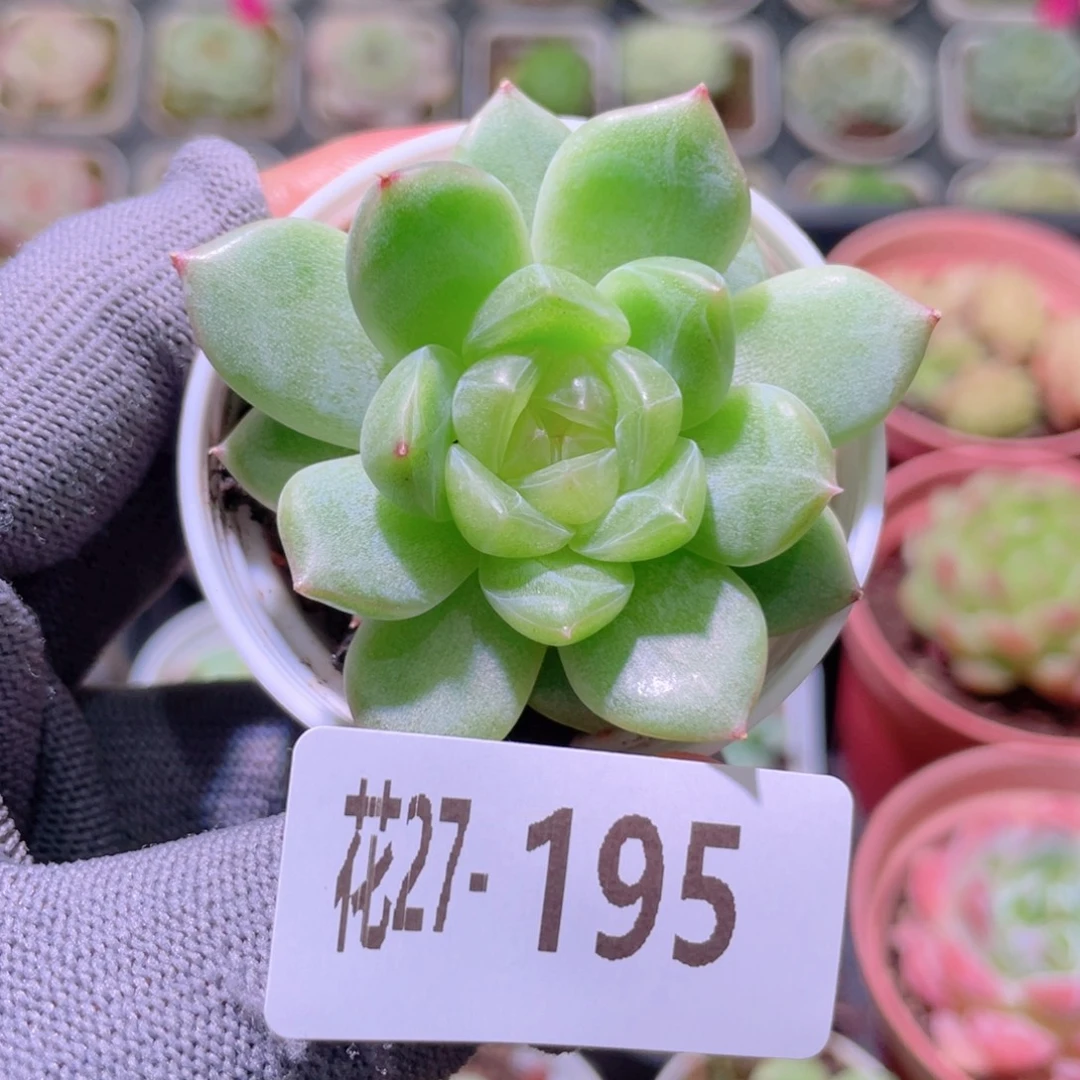 花利美27-195珍妮