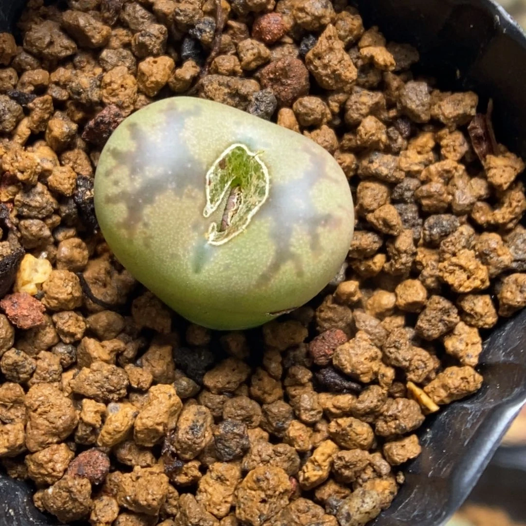 多肉植物肉锥杂交K-4921 伤特