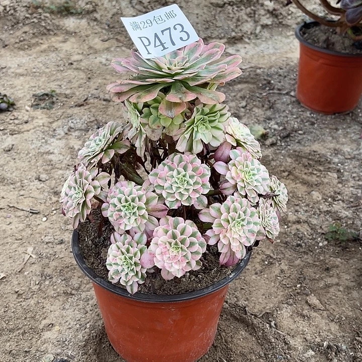 473红铜白多肉植物