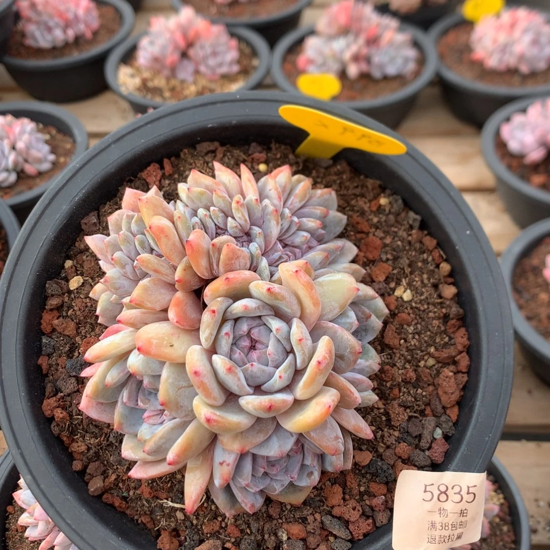 13厘米有砍胸花紫皮石榴籽朵缀5835