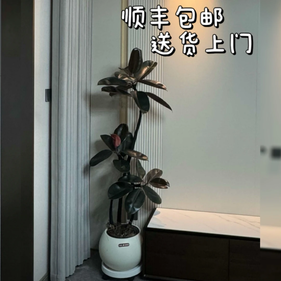 橡皮树大型盆栽室内外四季常青净化空气好养活绿植