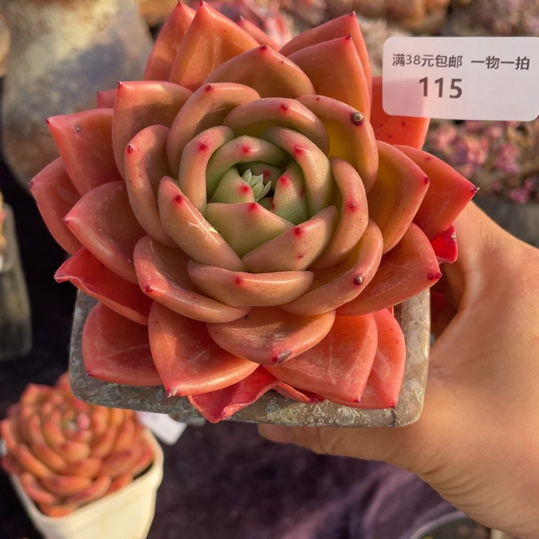 115单头Q橙多肉植物