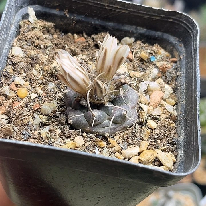 牙城丸娇丽实生球一颗2.5公分