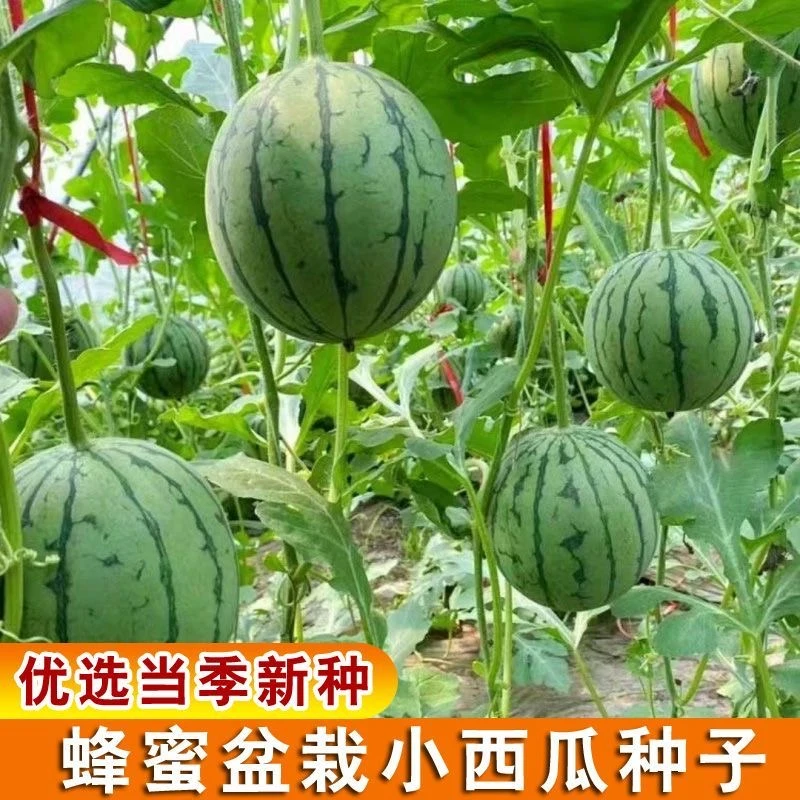 【盆栽蜂蜜小西瓜种子】超甜蜂蜜小西瓜红玉无籽盆栽小西瓜水果种子