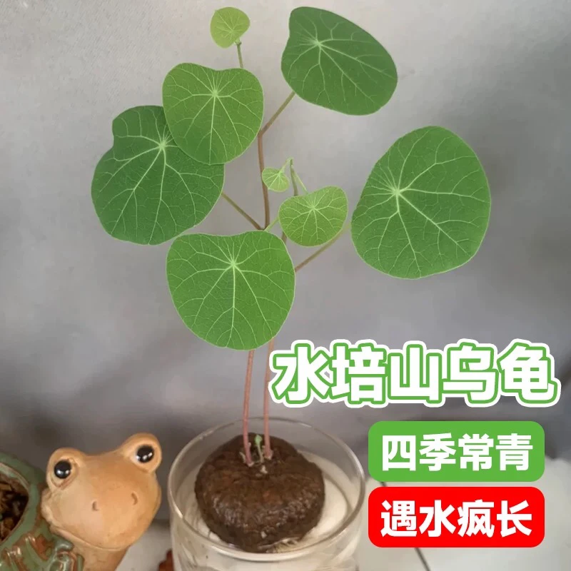 水培山乌龟爬藤植物办公室内桌面好水养活观叶绿植金不换种球盆栽