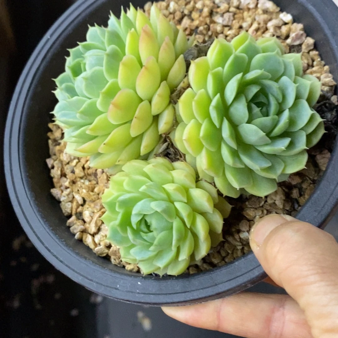 精品多肉一物一拍不包整186