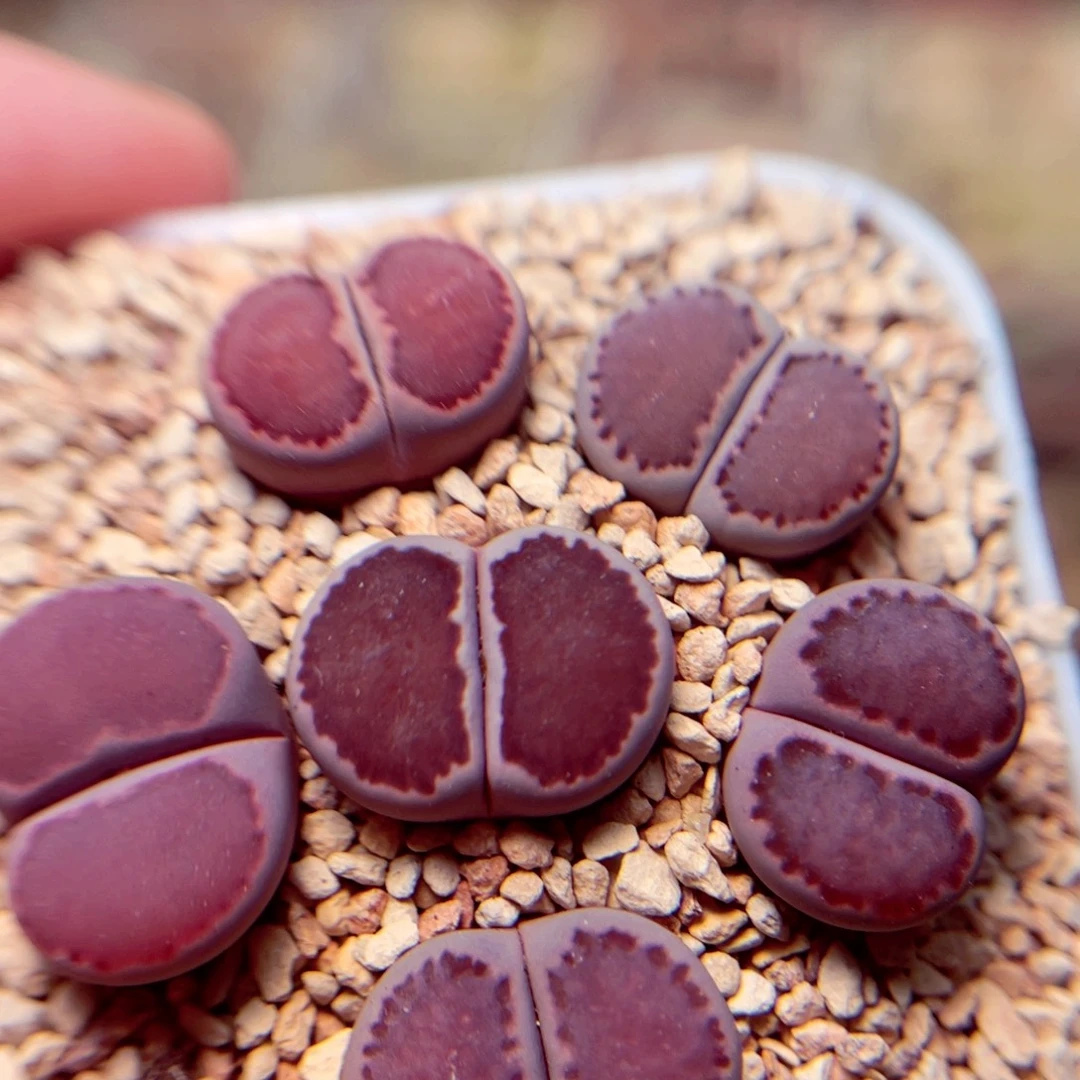 469号带盆包邮发货