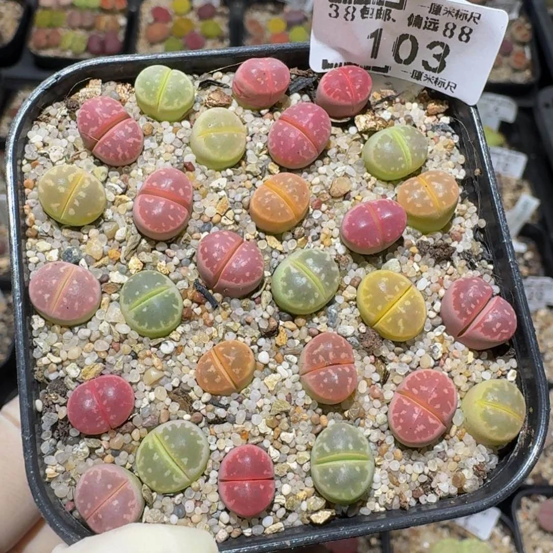 zzzzz生石花肉锥103