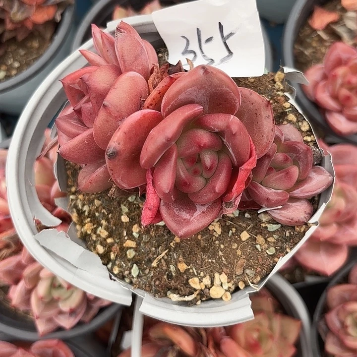 闪购355%了呀呀呀呀呀呀呀呀