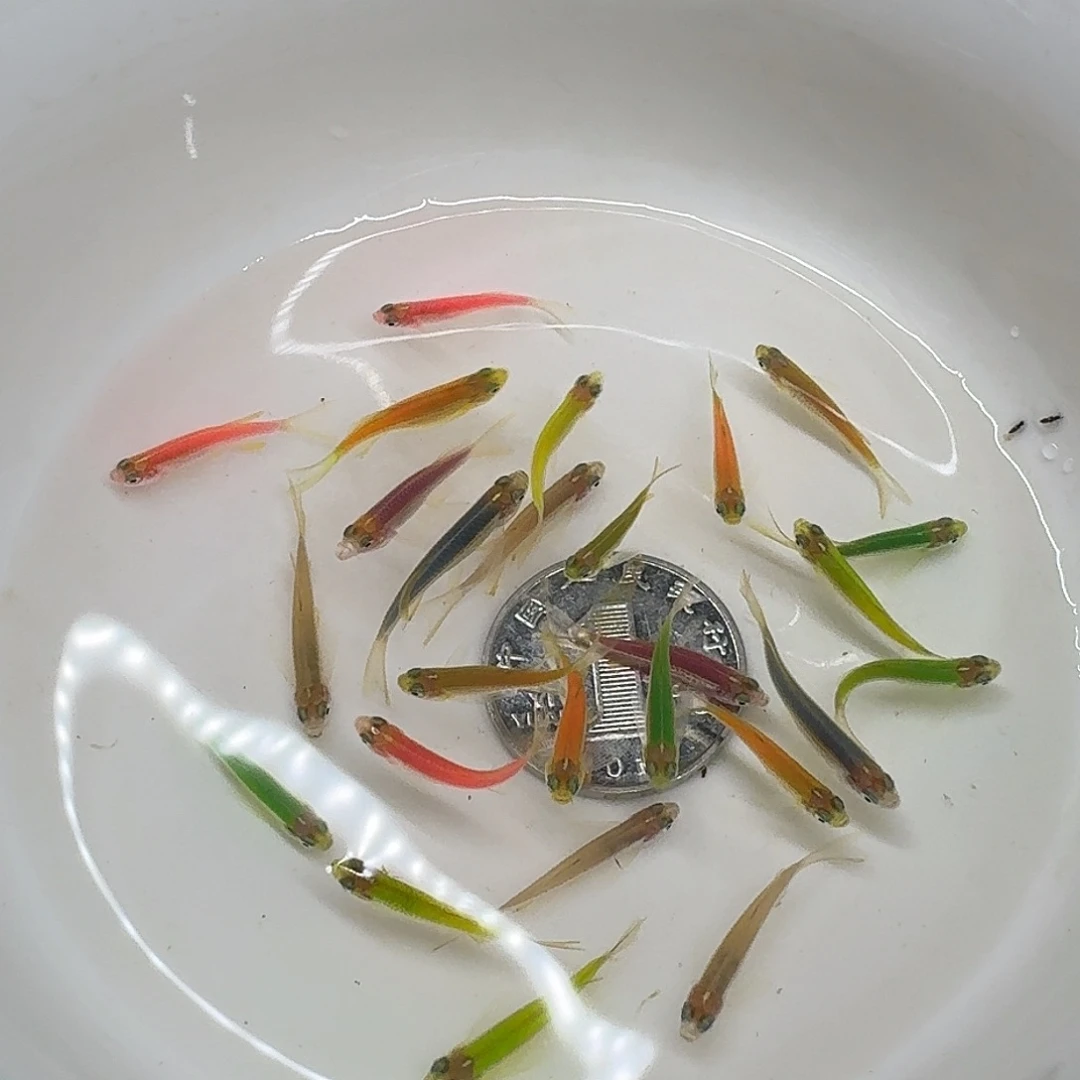 斑马鱼2组包邮1.5-2cm豹纹蝶翼斑马随机10条