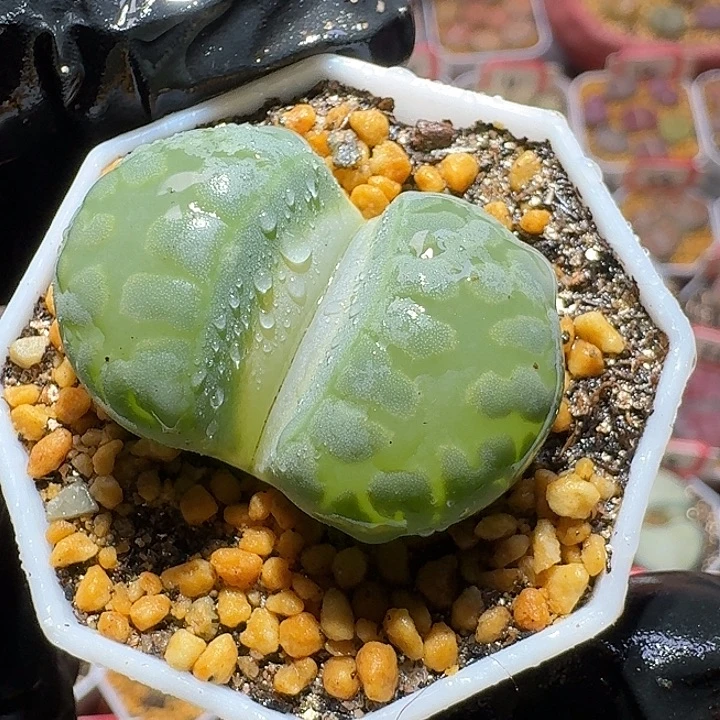 五***.生石花3:。在。 71号