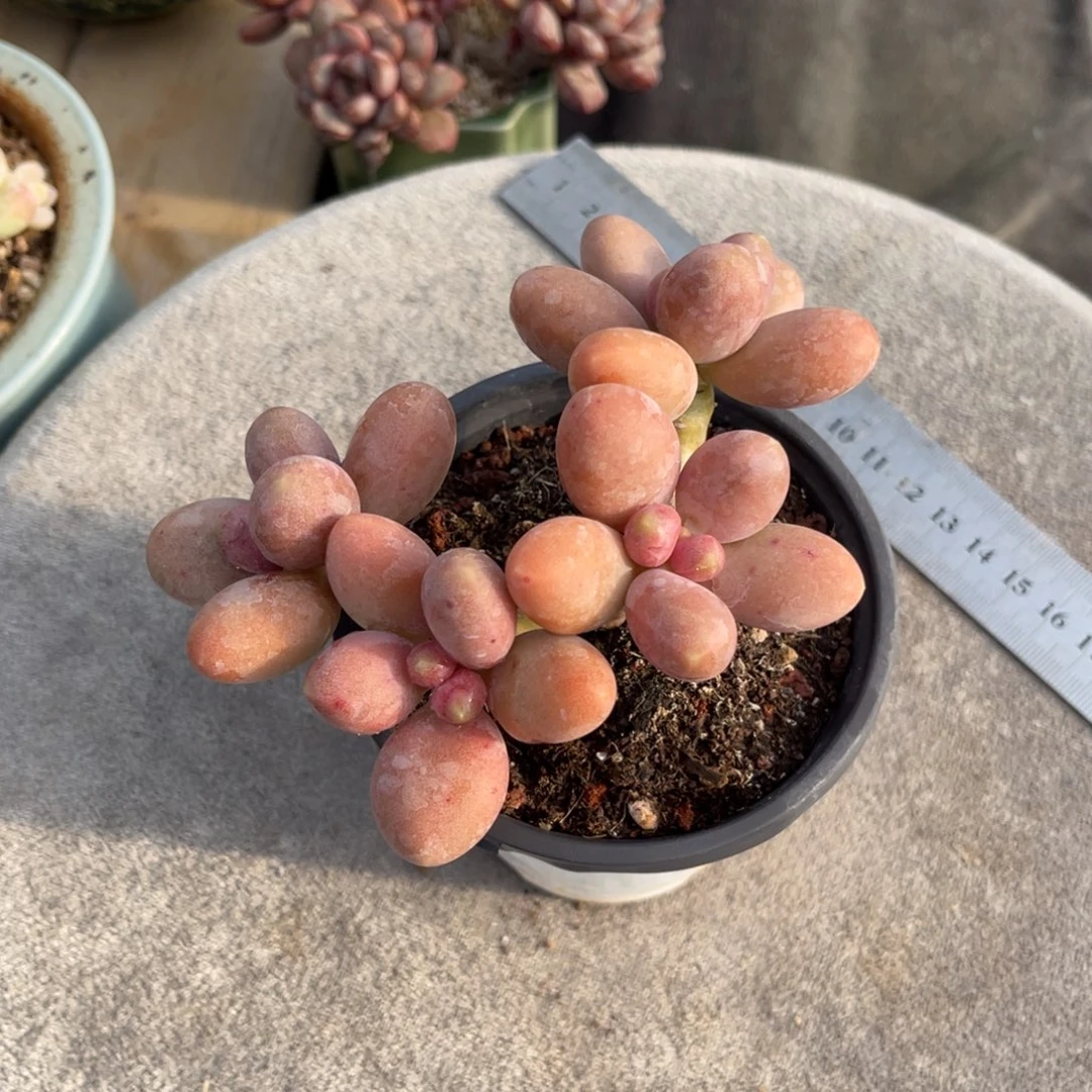 糖果美人 十公分 带土