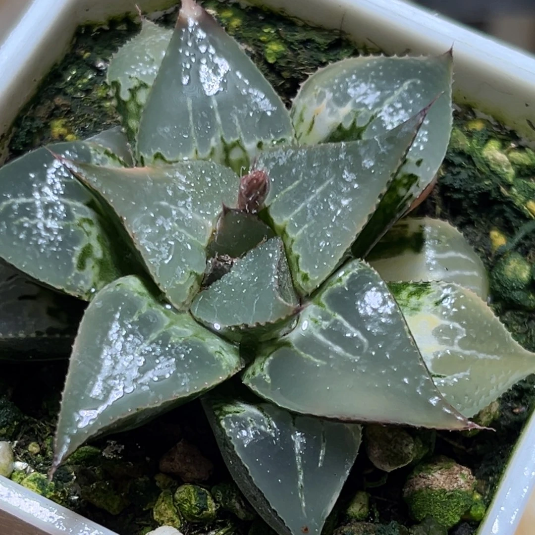 恭喜发财大吉大利0024