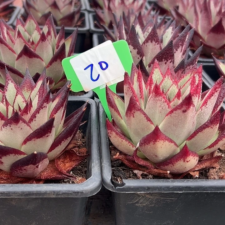 20乌木一个脱土多肉