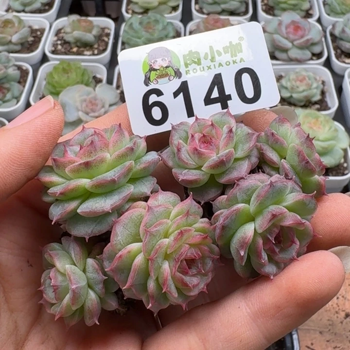 多肉植物多肉植物