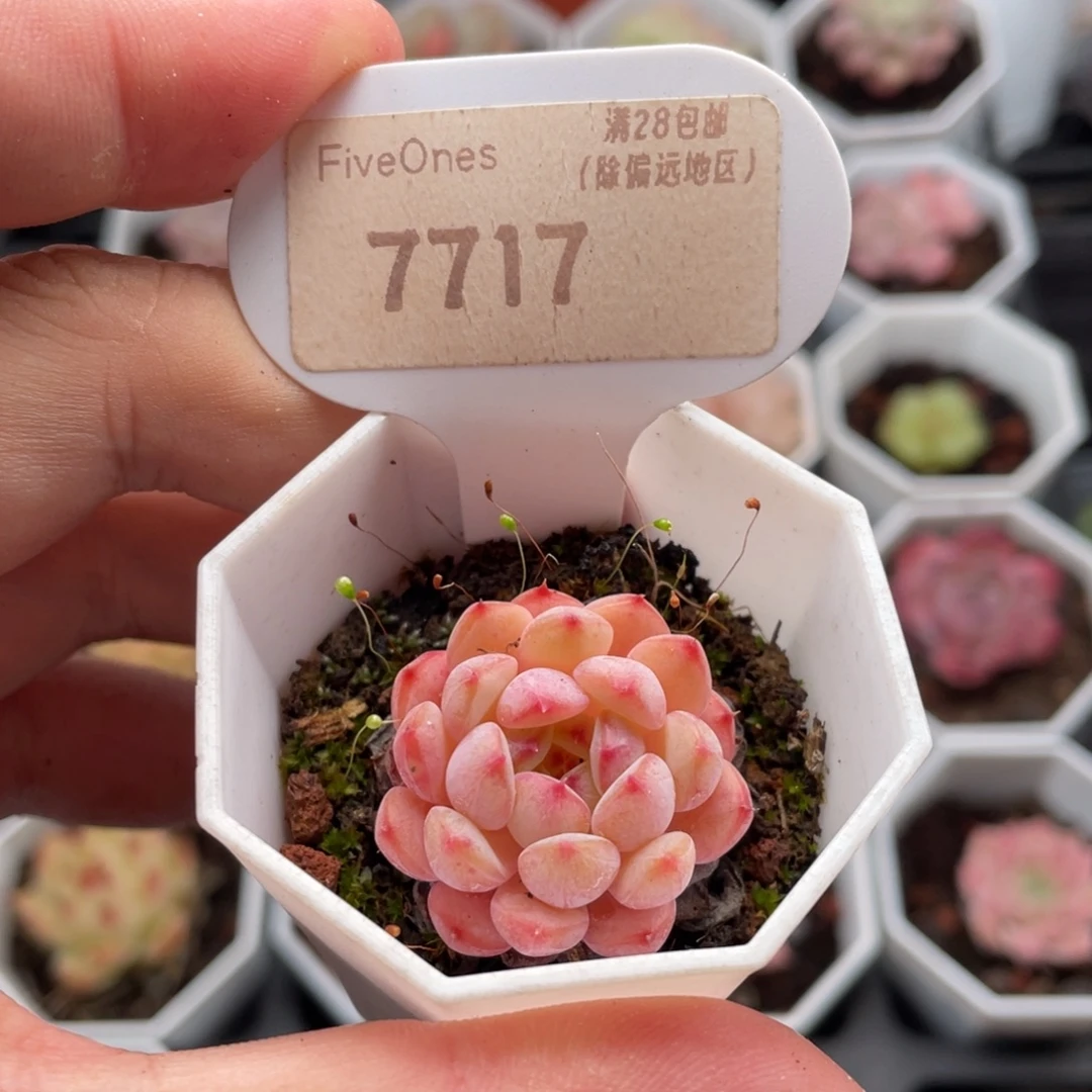 白胖子7717-3厘米