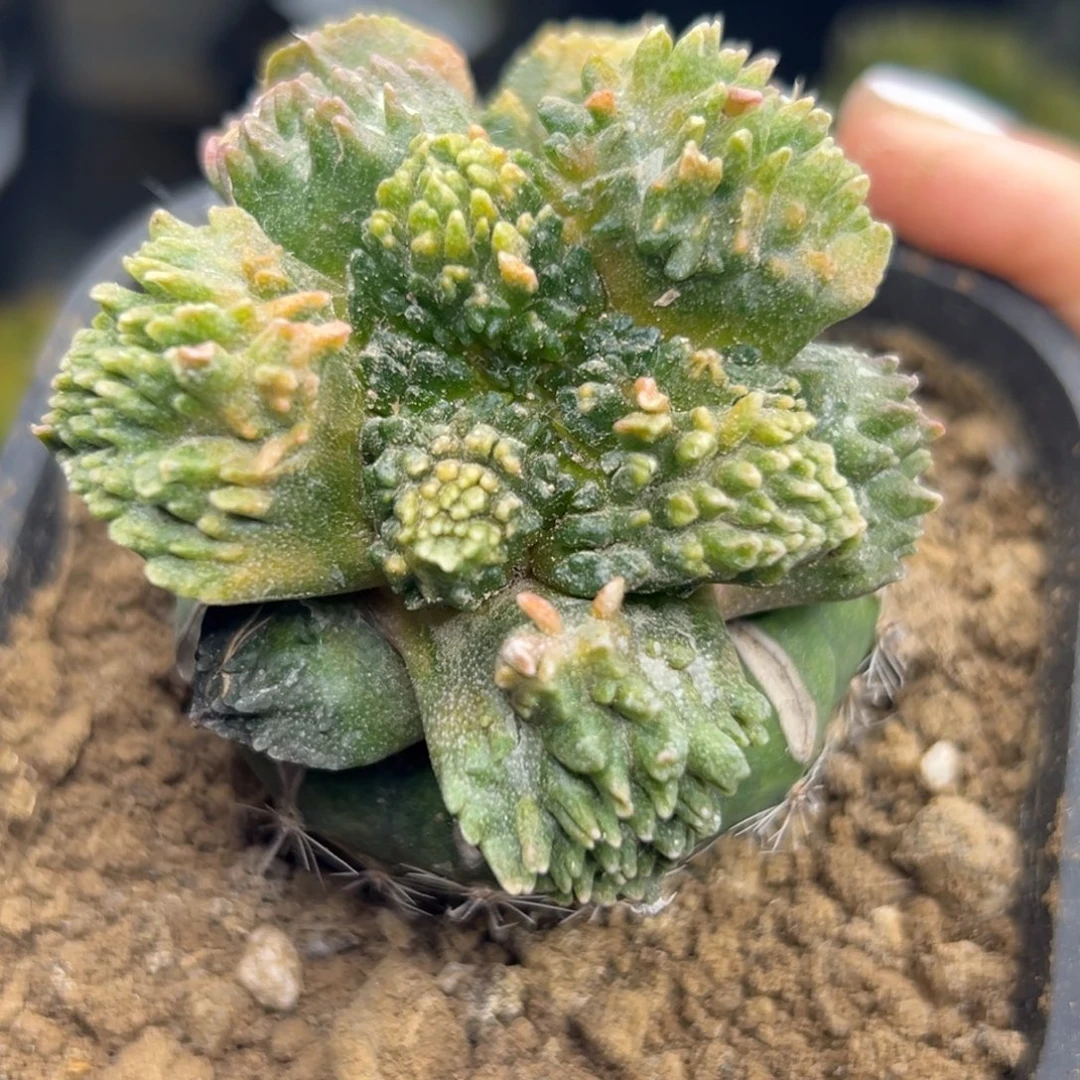 761 仙人球和小卡都