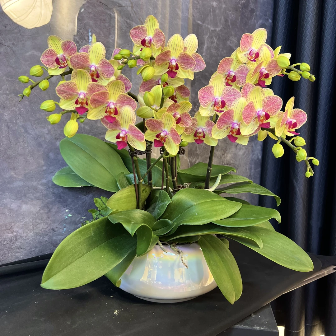 【金碧辉煌-蝴蝶兰】懒人种植  禅意 易养花期长 轻奢 送礼