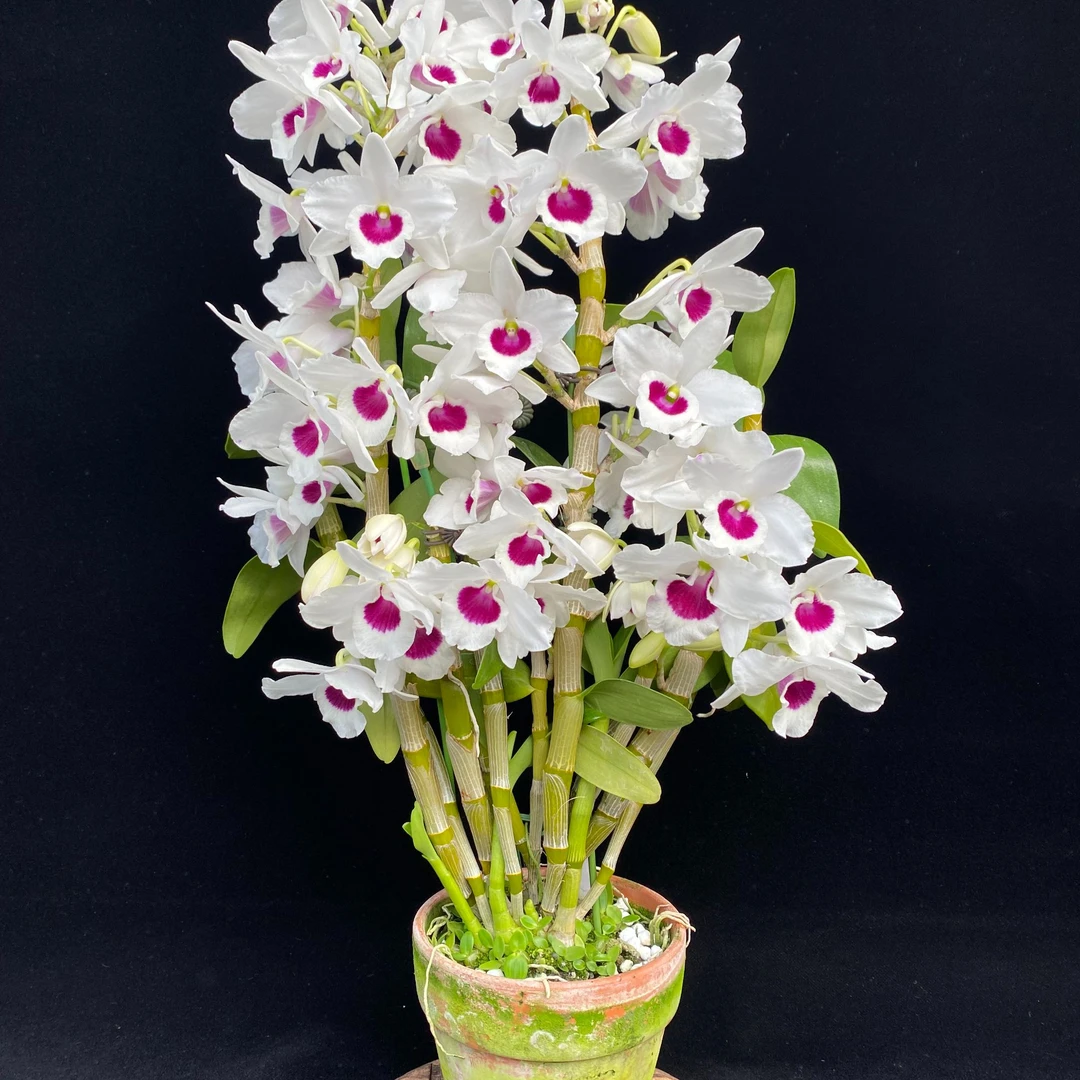 （半白富士山）  兰心兰园杂交春石斛易养易活爆花美丽洋兰高端精品